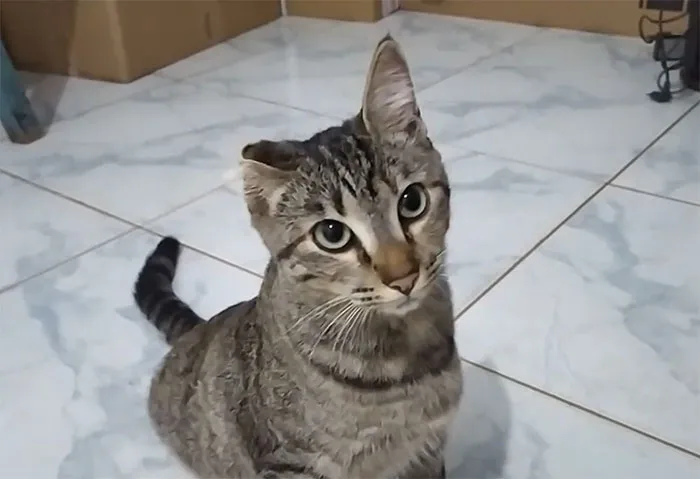 How Should I Name Her? She Appeared Today On My House And Adopted Me, And She's Missing One Ear, But Seems To Be Healthy And Plays With Anything That Moves