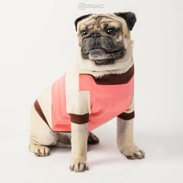 Artist Changes Animals To Be Shaped Like Cubes (24 New Pics)