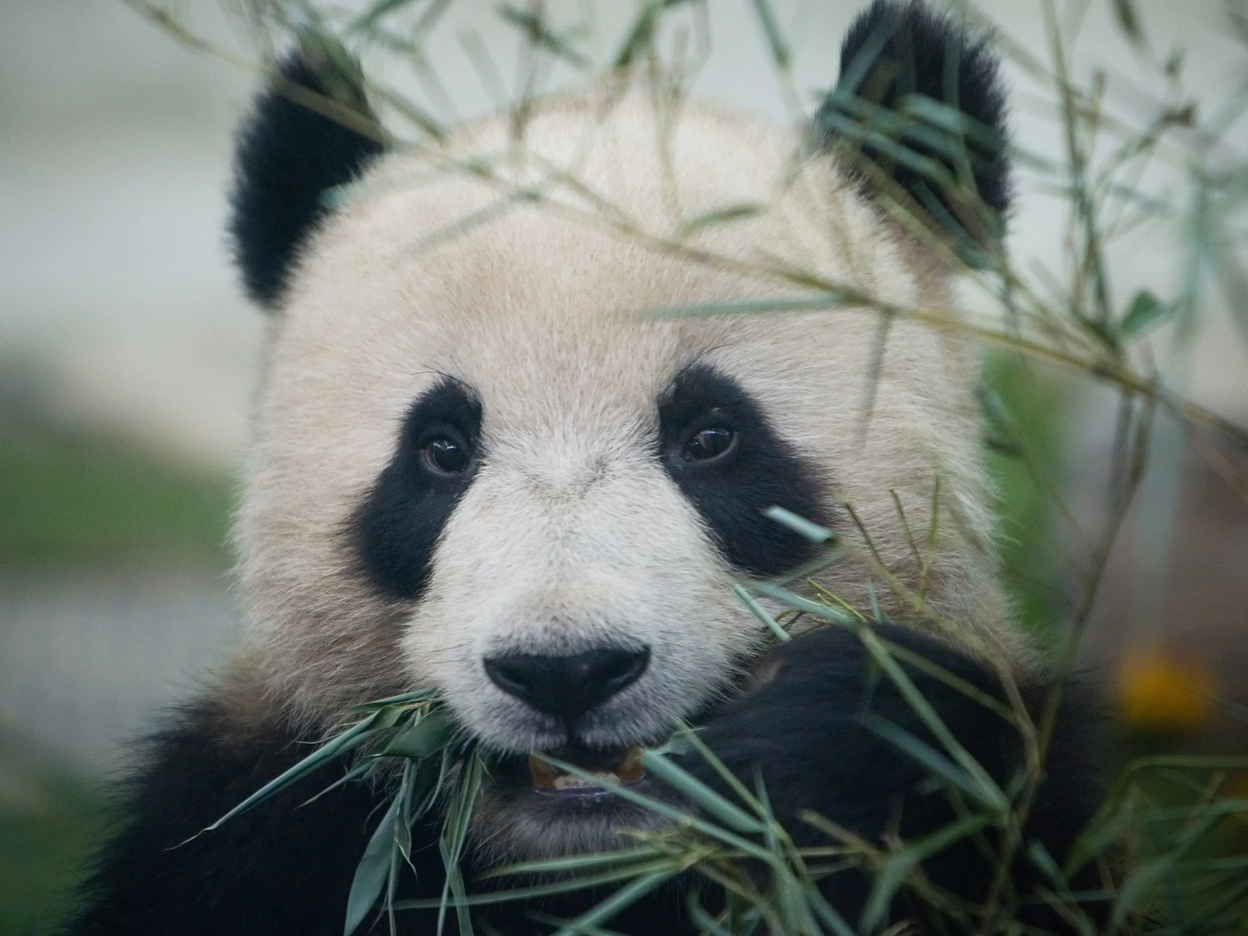 20 Interesting Facts About Giant Pandas