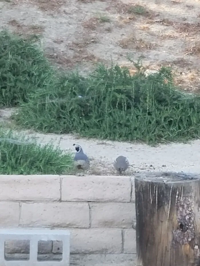The California State Bird Says, "Chi-Ca-Go!"