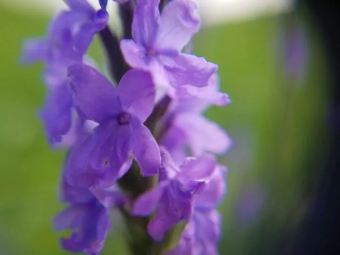 Pretty In Purple