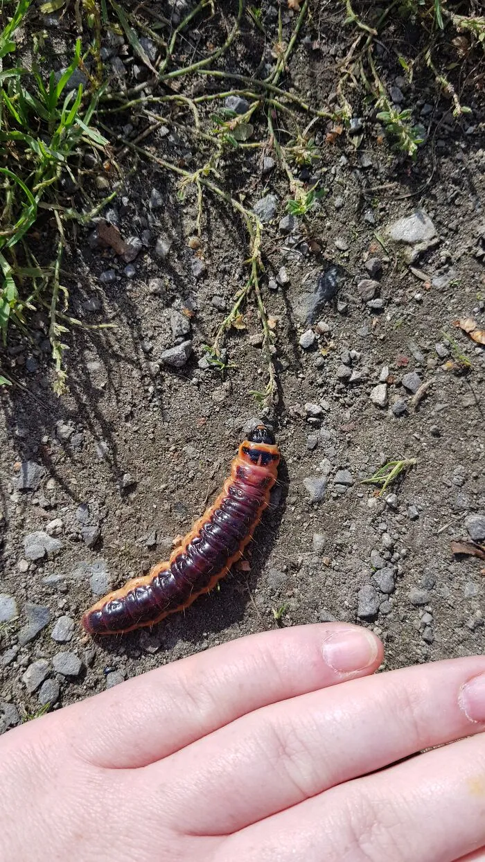As Big As My Finger, Hand Is Hovering Because I Was Afraid :)  Feels Like Bear Grylls Is Right Around The Corner To Eat It. Huge!