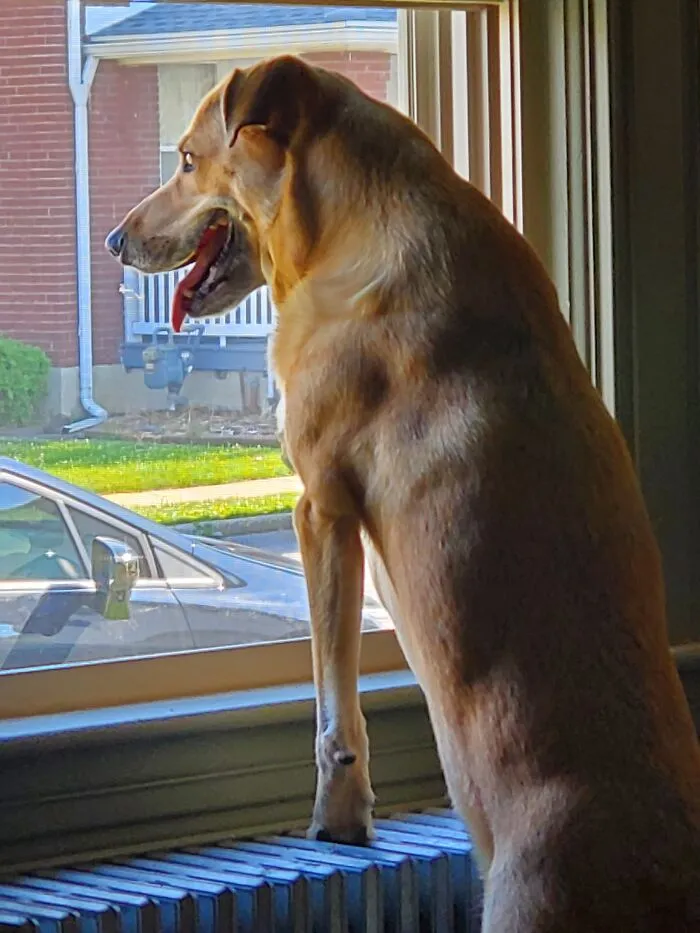 Reggie, My Lookout Dog.