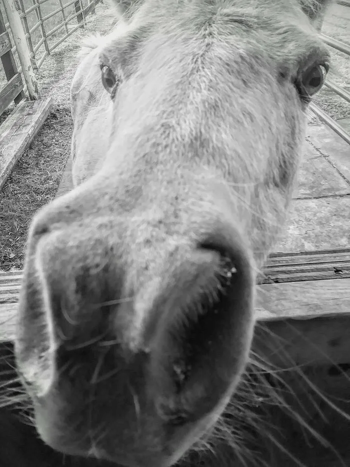 "Horses Are So Majestic!" My Horse...