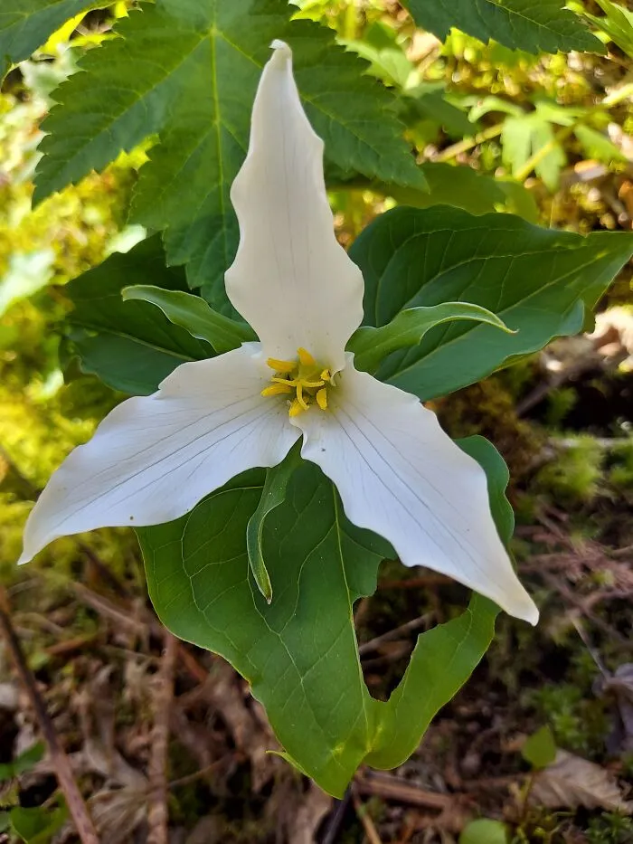 Love Finding Trilliums On My Walks!