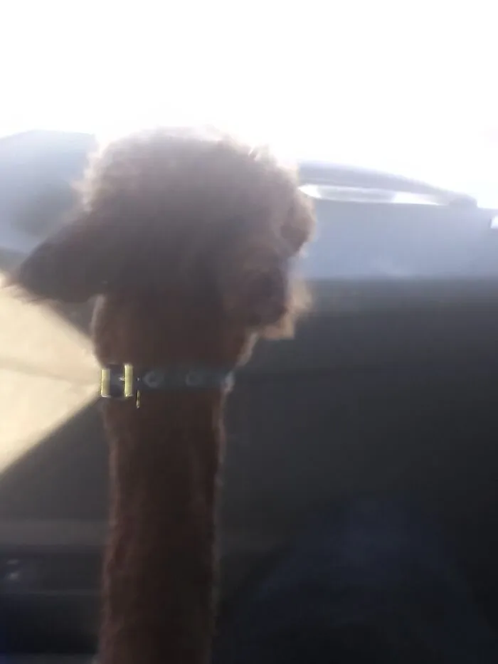 My Two Alpacas. He Is Less Than A Year Old.