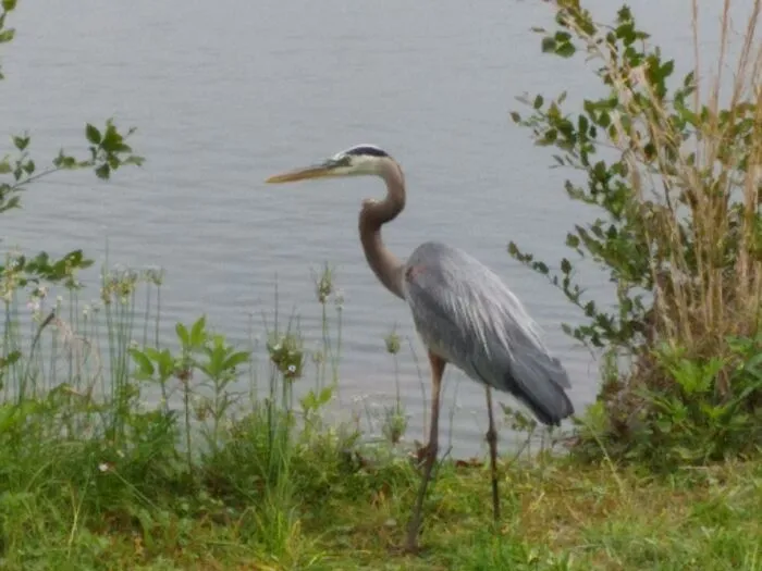 Blue Heron Near Chattahoochee, Cumberland Area Ga