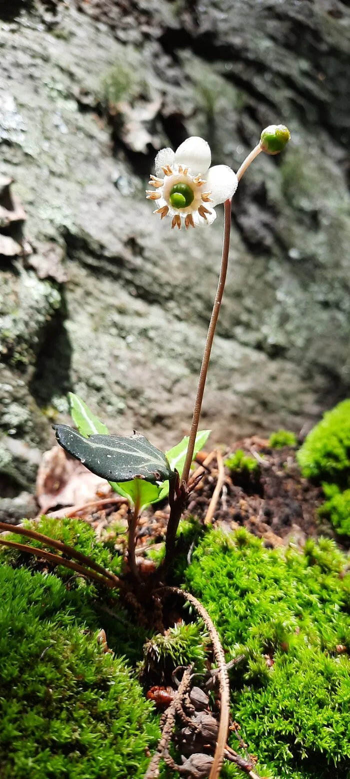 Teeny