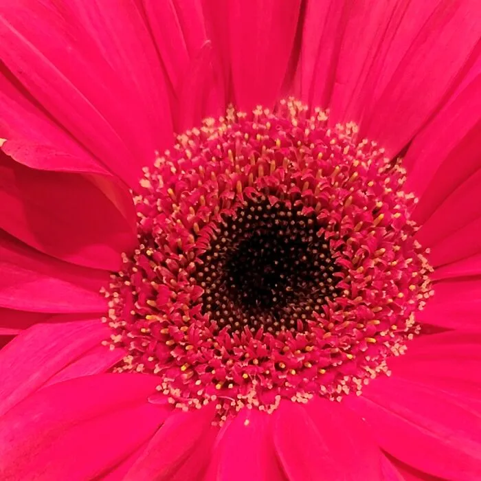 Olympics Stadium Fireworks In A Flower