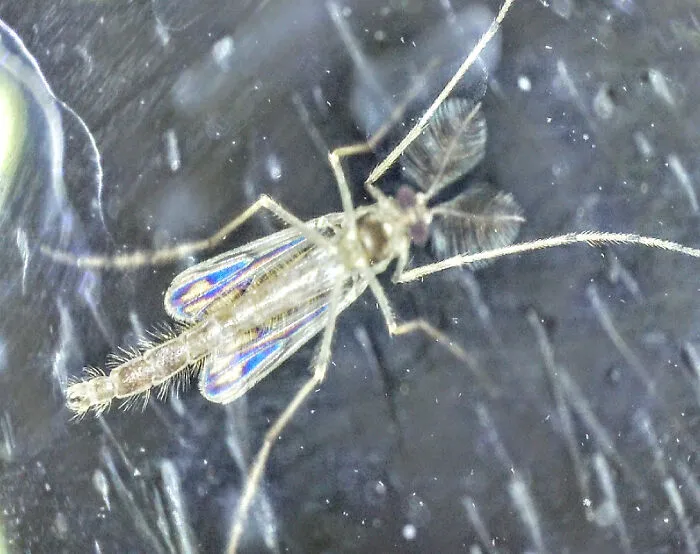 Close-Up Of A Midge