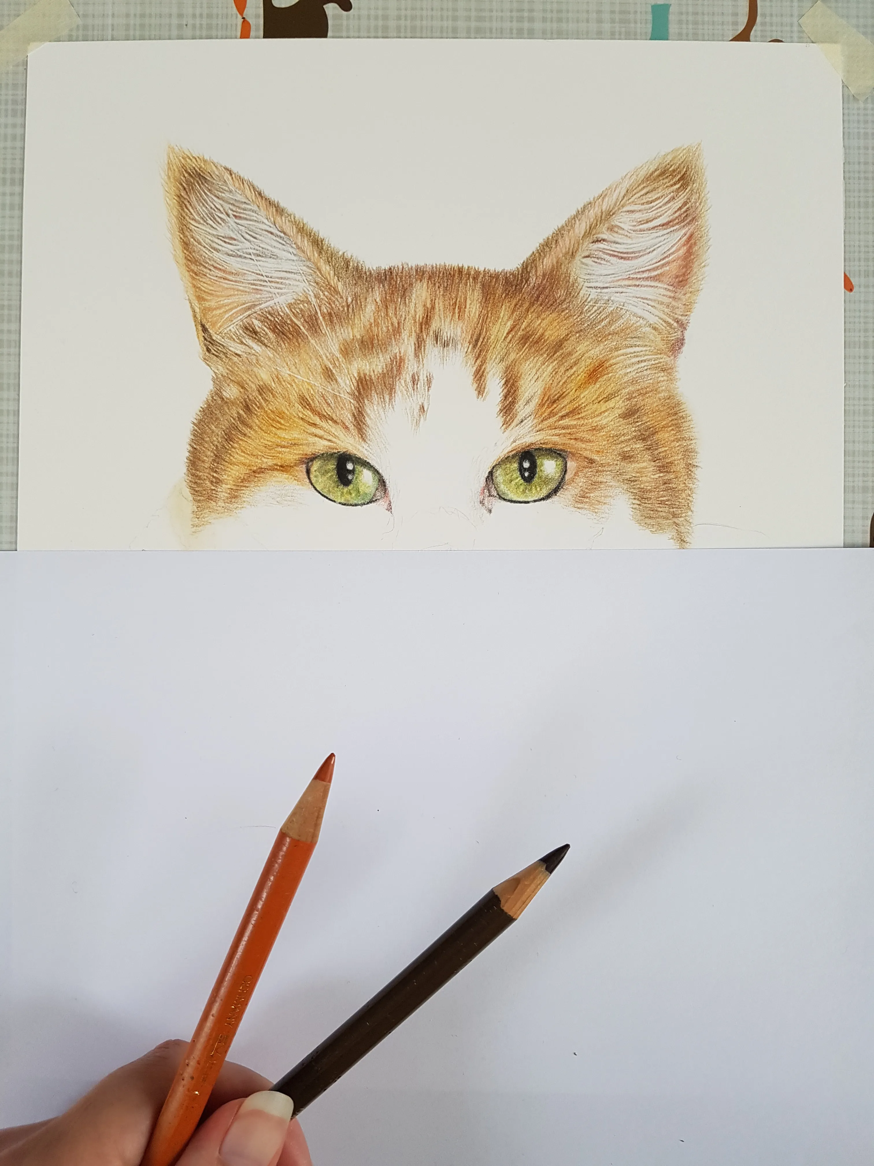 My Unusual Order - Kiwi, The Stray Cat Who Became Special...