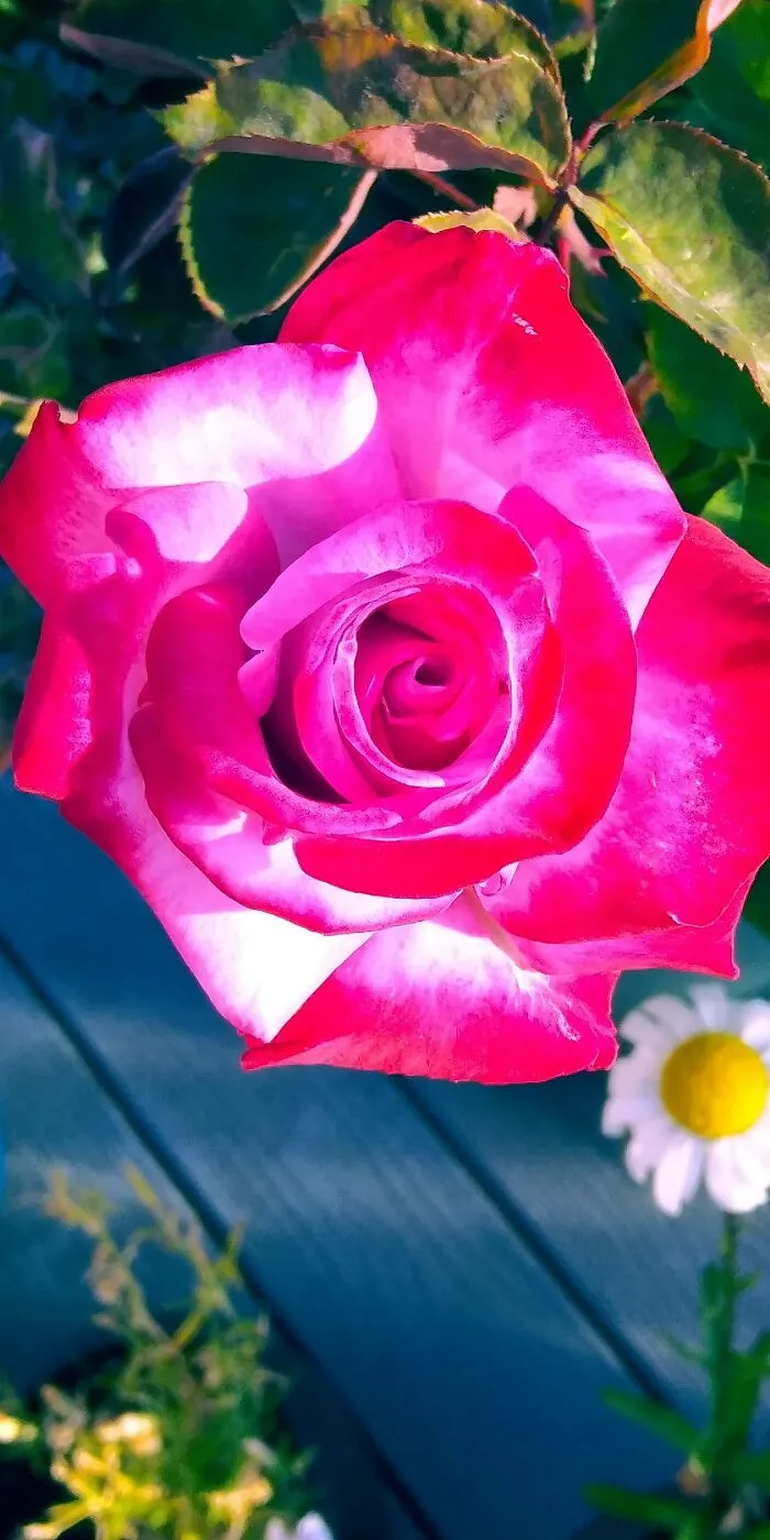 One Of My Roses...