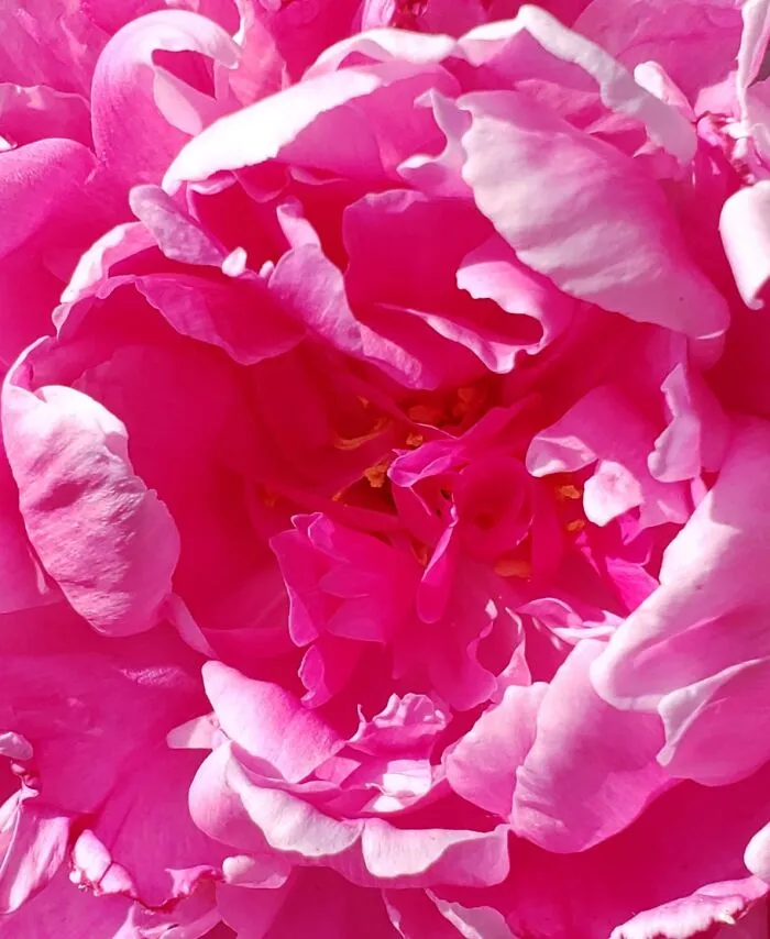 Peony From My Garden.  They're So Pretty But Sadly Don't Last Too Long.