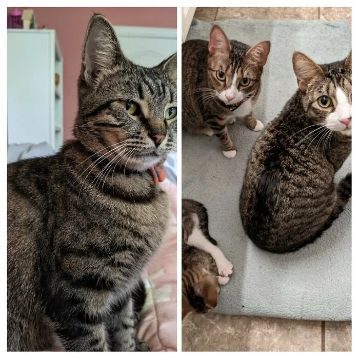 Stevie, Treat, Trick, And Tango.