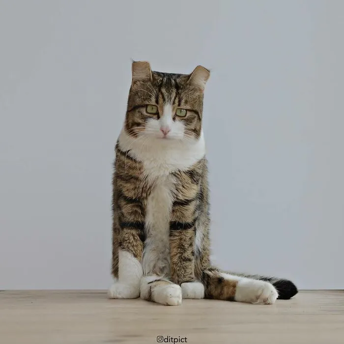 Artist Changes Animals To Be Shaped Like Cubes (24 New Pics)