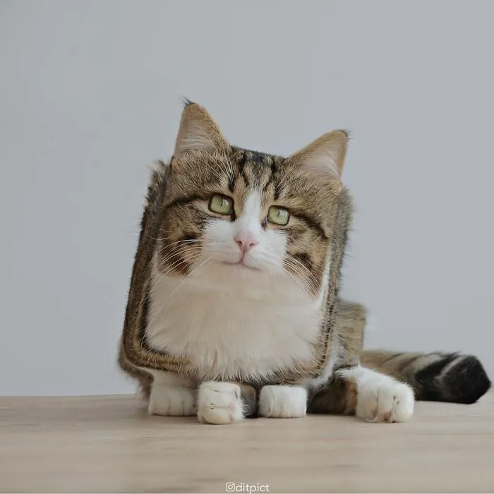 Artist Changes Animals To Be Shaped Like Cubes (24 New Pics)