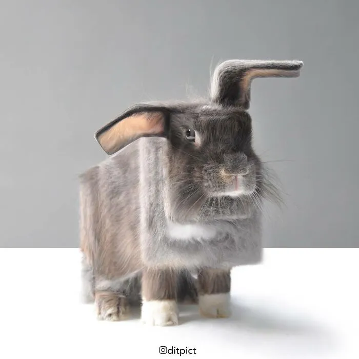 Artist Changes Animals To Be Shaped Like Cubes (24 New Pics)