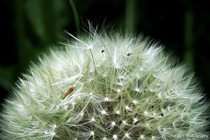 Dandelion