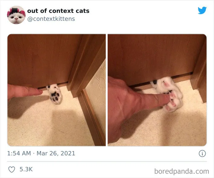 The “Out Of Context Cats” Twitter Page Shares Cat Pics That Give Off Confusing Energy (50 Pics)