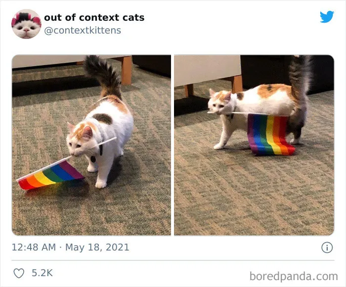 The “Out Of Context Cats” Twitter Page Shares Cat Pics That Give Off Confusing Energy (50 Pics)