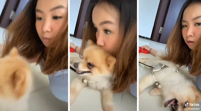 The Owners Staged A Flash Mob And Showed How Their Pets Reacted To Receiving An Unexpected Kiss On The Forehead