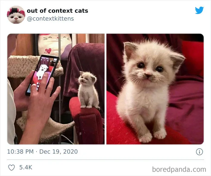 The “Out Of Context Cats” Twitter Page Shares Cat Pics That Give Off Confusing Energy (50 Pics)