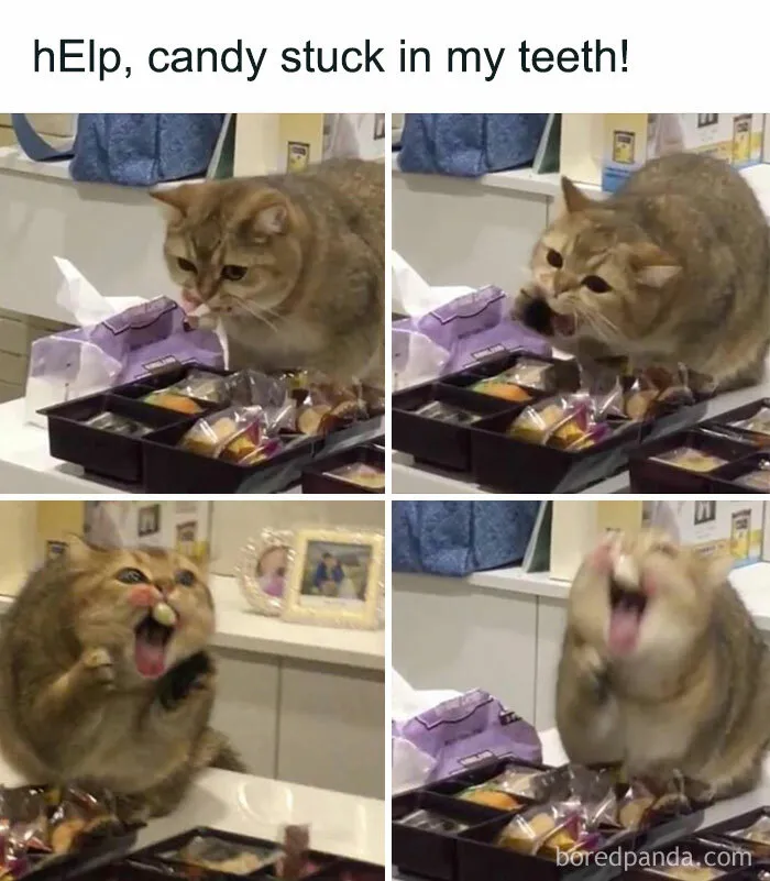 'Cat.Exe Has Stopped Working': This IG Account Collects Hilarious Images Of Broken Cats (50 Pics)