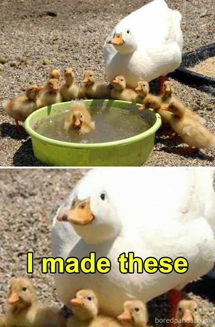 50 Of The Best Bird Memes Posted Online
