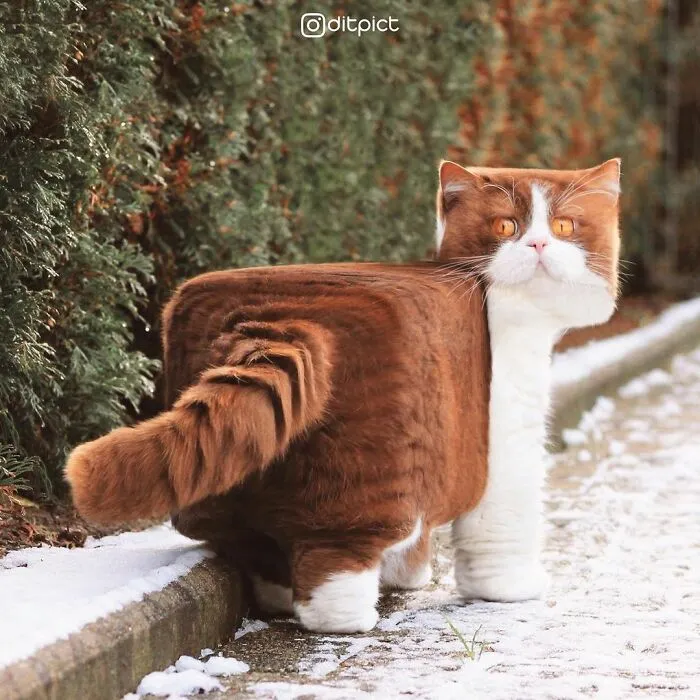 Artist Changes Animals To Be Shaped Like Cubes (24 New Pics)