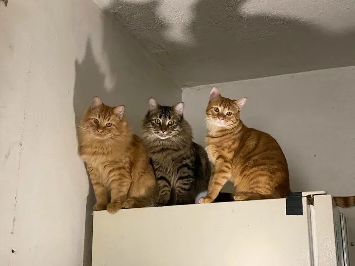 3 Brothers And A Moth