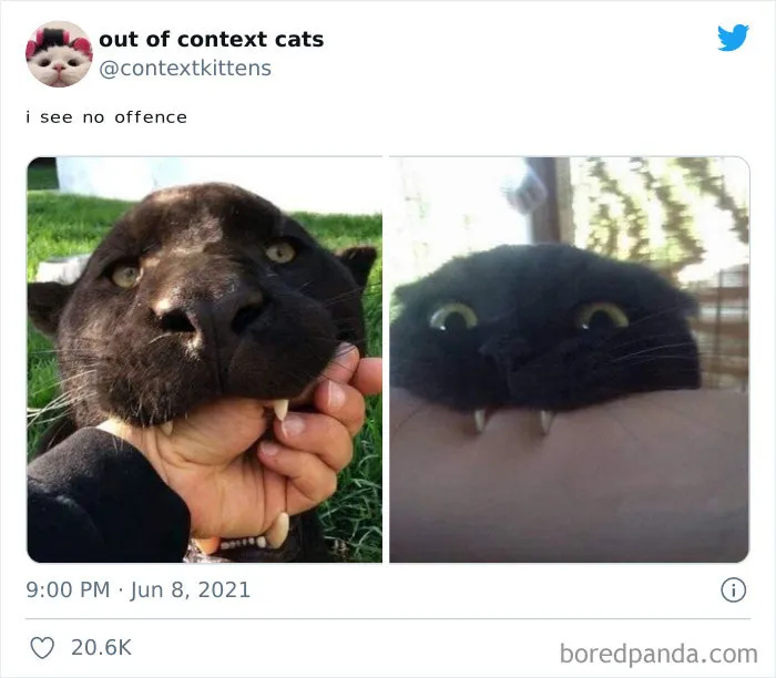 The “Out Of Context Cats” Twitter Page Shares Cat Pics That Give Off Confusing Energy (50 Pics)
