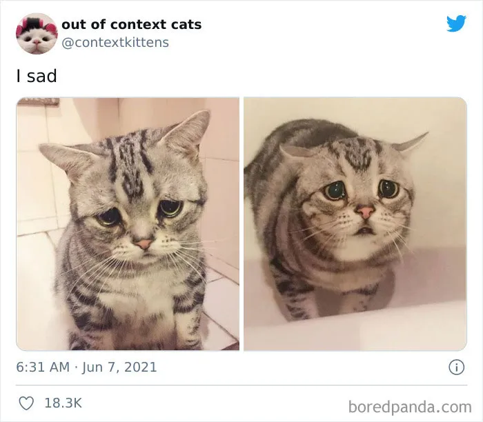 The “Out Of Context Cats” Twitter Page Shares Cat Pics That Give Off Confusing Energy (50 Pics)