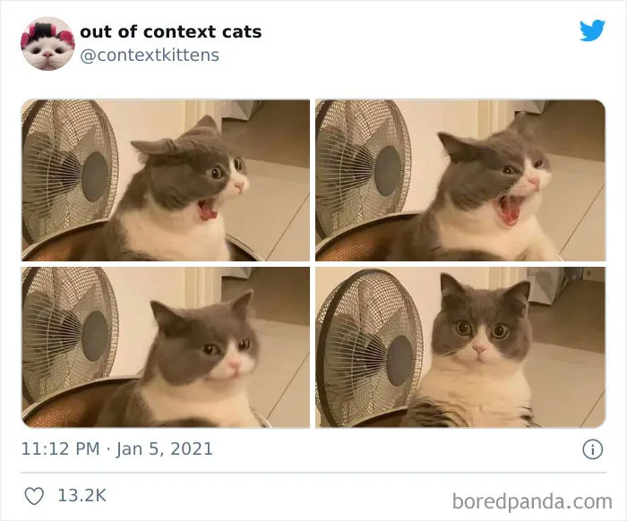 The “Out Of Context Cats” Twitter Page Shares Cat Pics That Give Off Confusing Energy (50 Pics)
