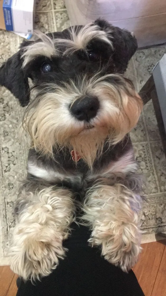 Nic Rescued From A Puppy Farm...locked Up For 2 Years In A Cage. The Light Of Our Lives!