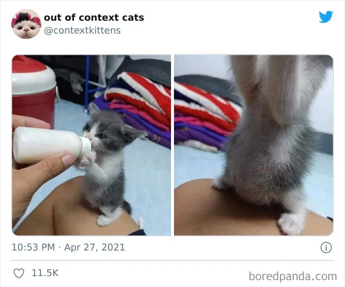 The “Out Of Context Cats” Twitter Page Shares Cat Pics That Give Off Confusing Energy (50 Pics)