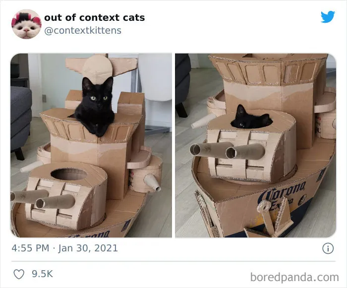 The “Out Of Context Cats” Twitter Page Shares Cat Pics That Give Off Confusing Energy (50 Pics)