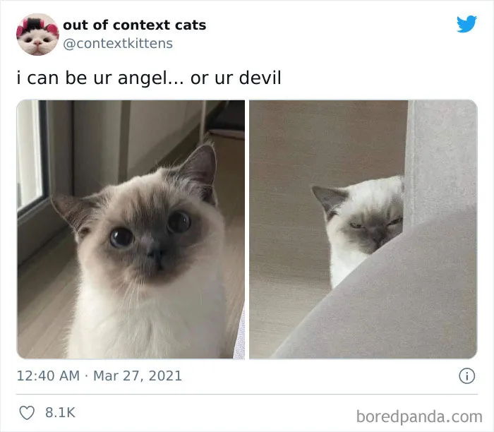 The “Out Of Context Cats” Twitter Page Shares Cat Pics That Give Off Confusing Energy (50 Pics)