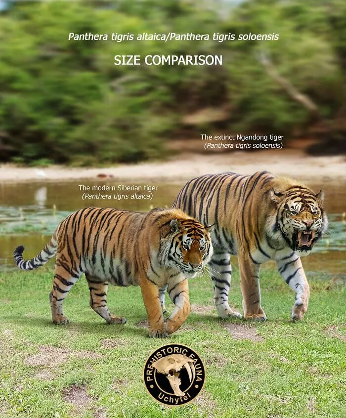 37 Comparisons Of The Sizes Of Prehistoric Animal Ancestors And Their Modern Relatives By Roman Uchytel