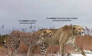 37 Comparisons Of The Sizes Of Prehistoric Animal Ancestors And Their Modern Relatives By Roman Uchytel