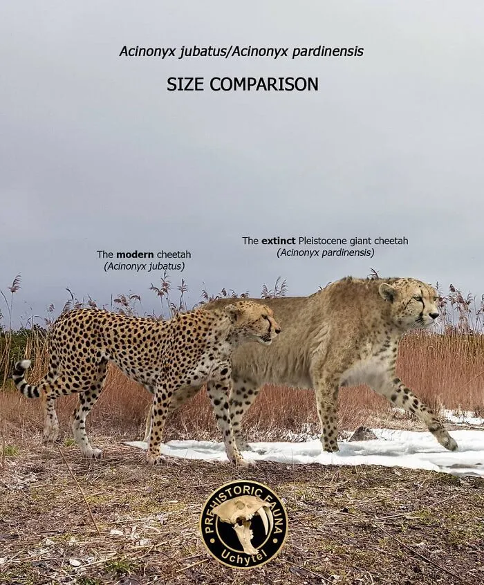 37 Comparisons Of The Sizes Of Prehistoric Animal Ancestors And Their Modern Relatives By Roman Uchytel