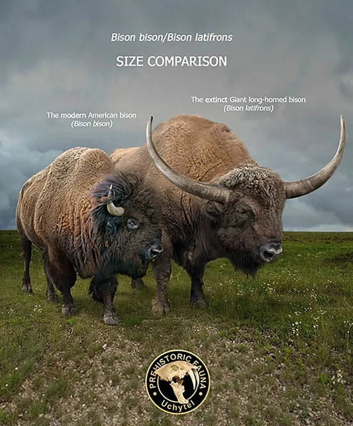 37 Comparisons Of The Sizes Of Prehistoric Animal Ancestors And Their Modern Relatives By Roman Uchytel