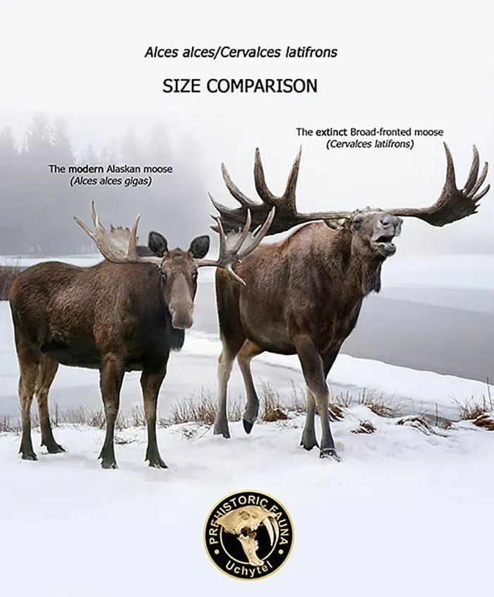 37 Comparisons Of The Sizes Of Prehistoric Animal Ancestors And Their Modern Relatives By Roman Uchytel