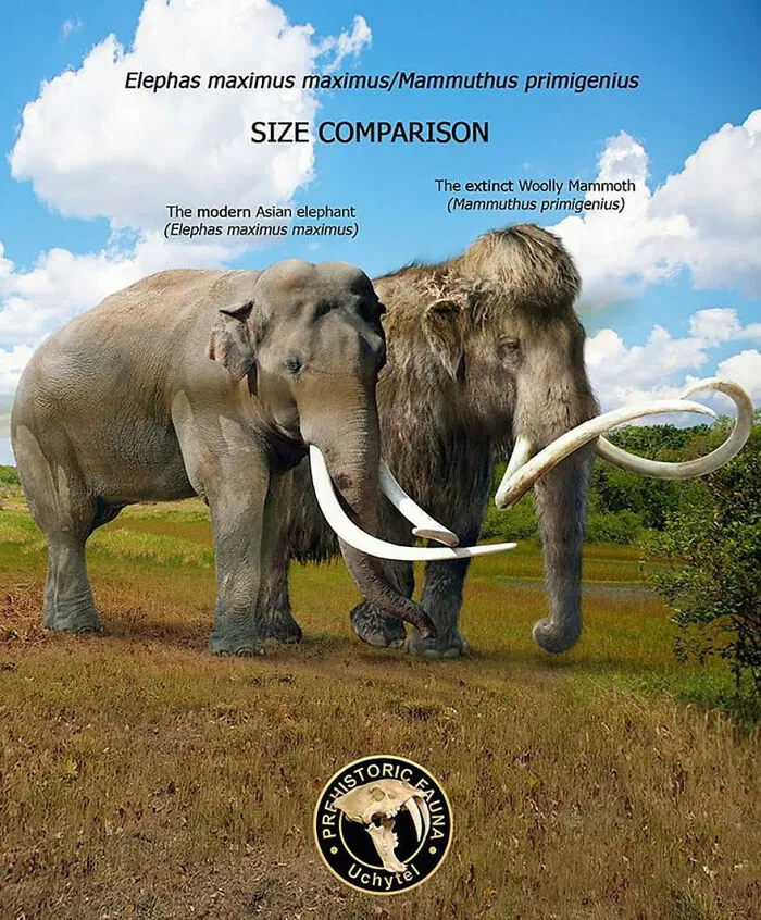 37 Comparisons Of The Sizes Of Prehistoric Animal Ancestors And Their Modern Relatives By Roman Uchytel
