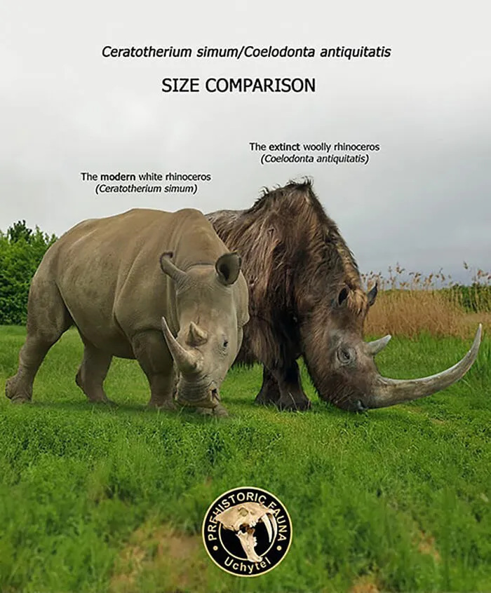 37 Comparisons Of The Sizes Of Prehistoric Animal Ancestors And Their Modern Relatives By Roman Uchytel