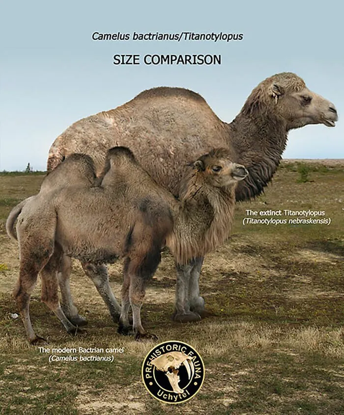 37 Comparisons Of The Sizes Of Prehistoric Animal Ancestors And Their Modern Relatives By Roman Uchytel