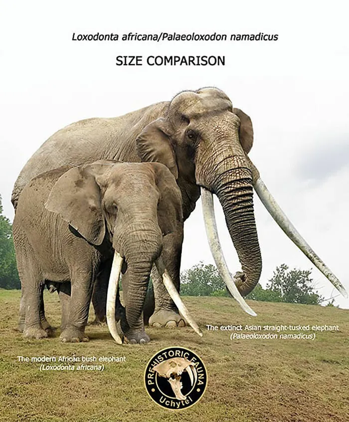 37 Comparisons Of The Sizes Of Prehistoric Animal Ancestors And Their Modern Relatives By Roman Uchytel