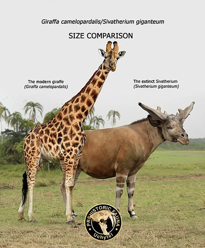 37 Comparisons Of The Sizes Of Prehistoric Animal Ancestors And Their Modern Relatives By Roman Uchytel