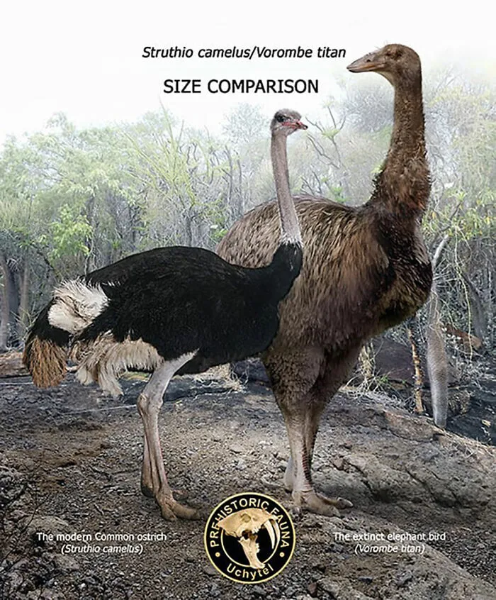 37 Comparisons Of The Sizes Of Prehistoric Animal Ancestors And Their Modern Relatives By Roman Uchytel