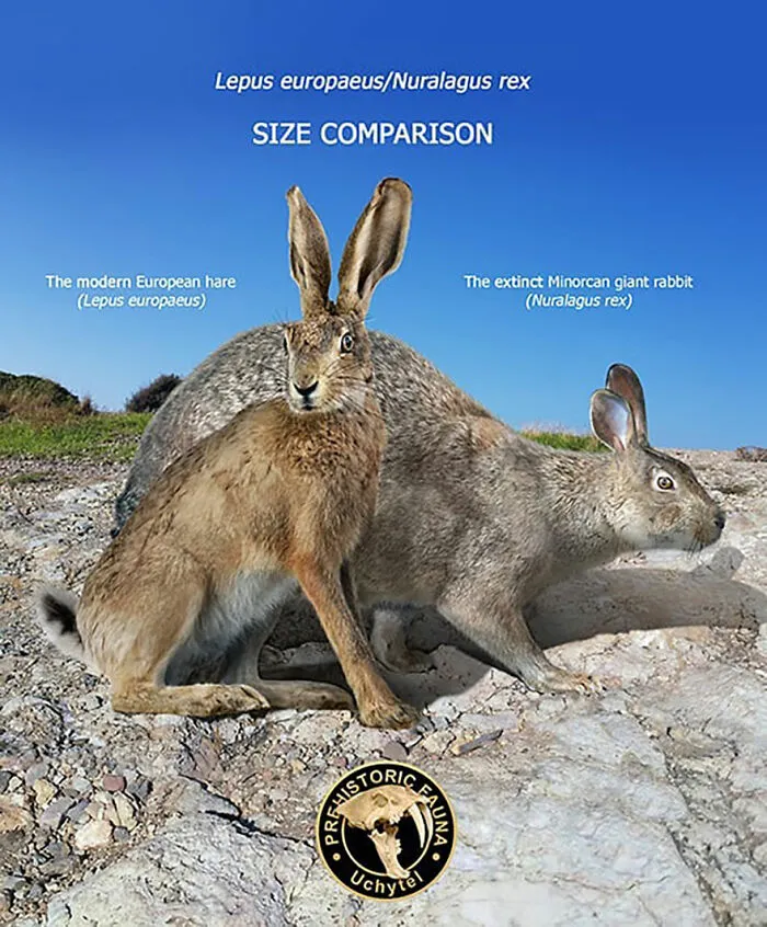 37 Comparisons Of The Sizes Of Prehistoric Animal Ancestors And Their Modern Relatives By Roman Uchytel