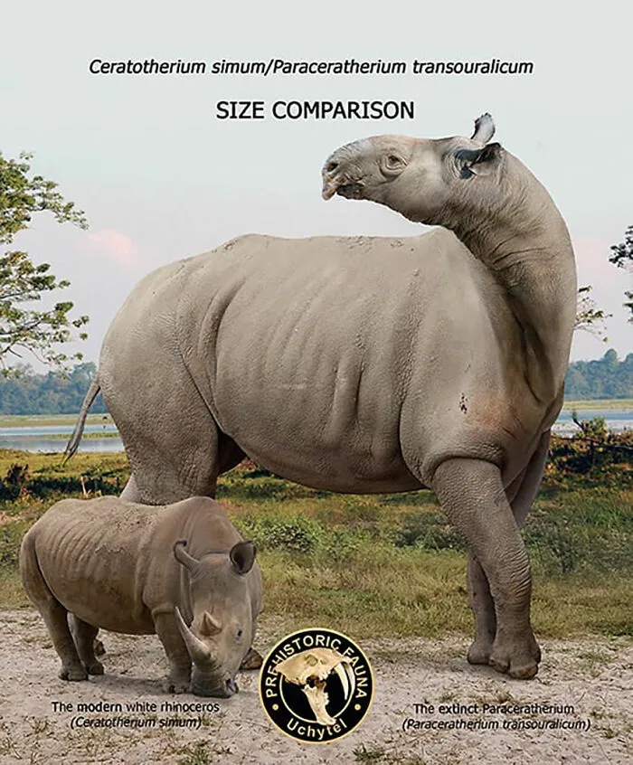 37 Comparisons Of The Sizes Of Prehistoric Animal Ancestors And Their Modern Relatives By Roman Uchytel